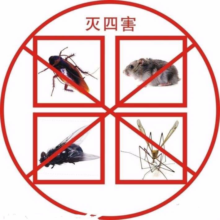 西安灭老鼠 除老鼠,专项服务