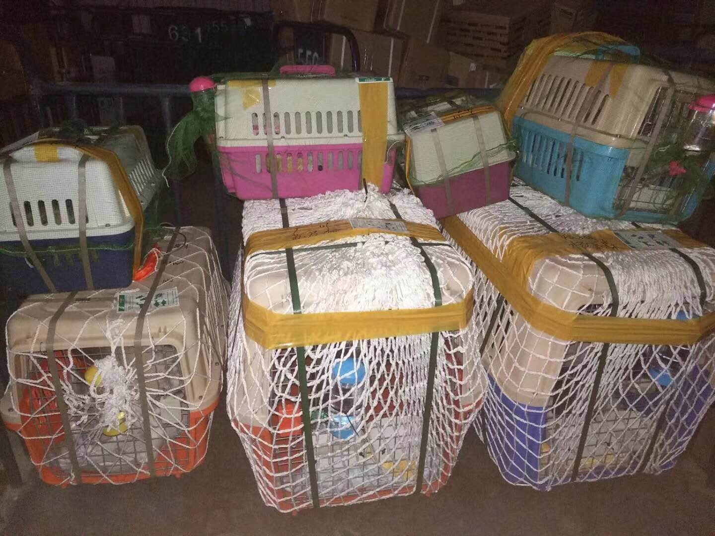 西安宠物托运公司专车接送