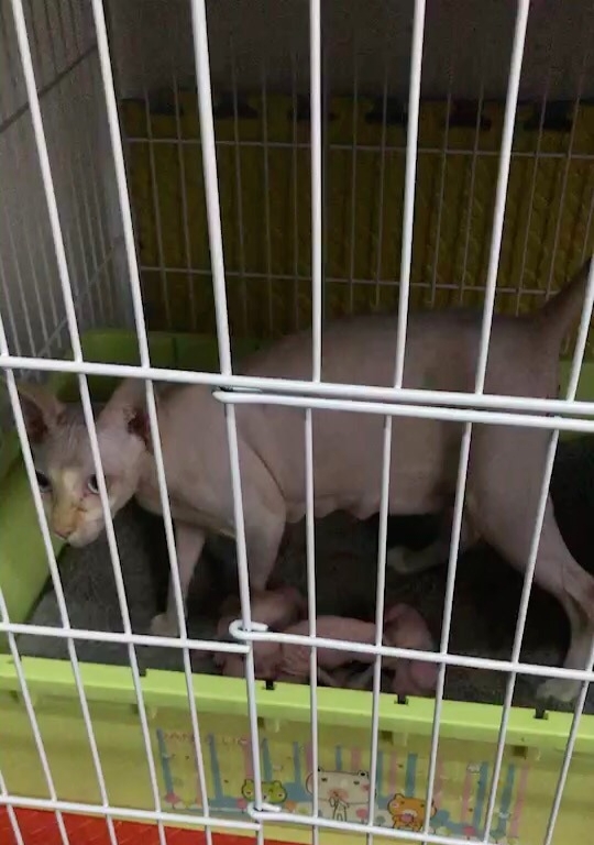 家养斯芬克斯无毛猫出售了