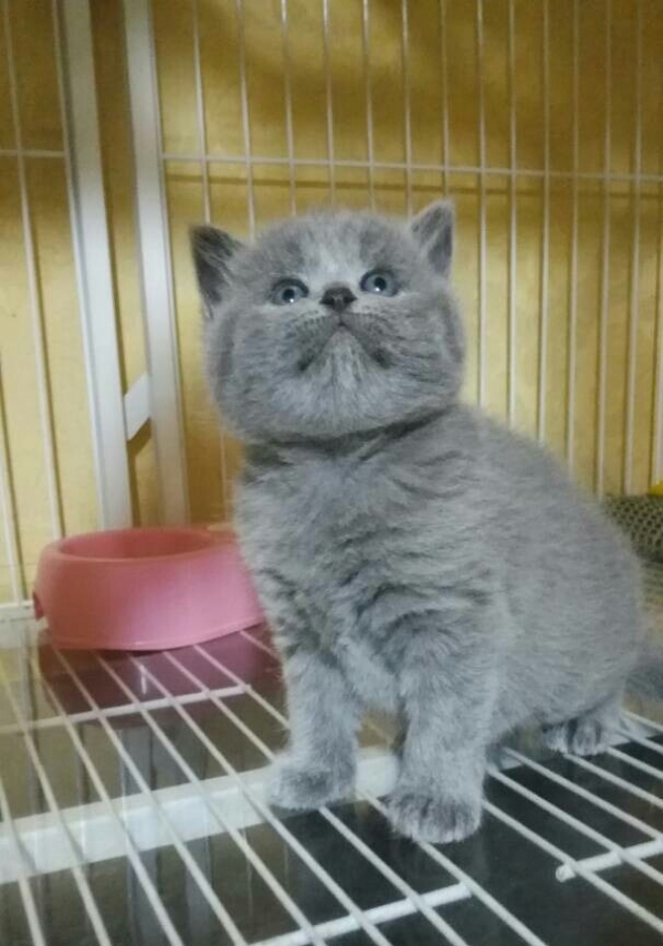 蓝猫种公借配