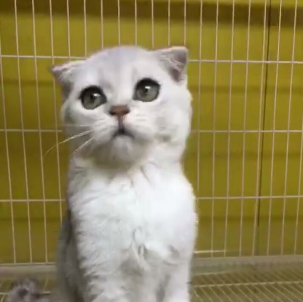 低价出售宠物猫