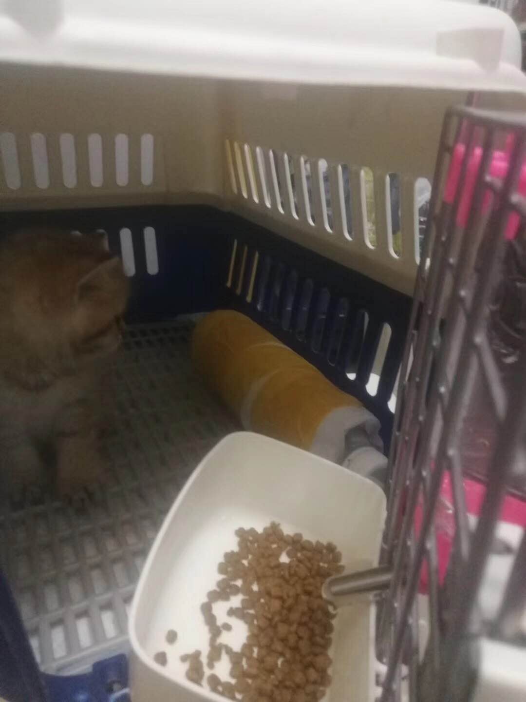 陕西西安宠物托运上门接送全国连锁 陕西西安宠物托运上门接送全国连锁