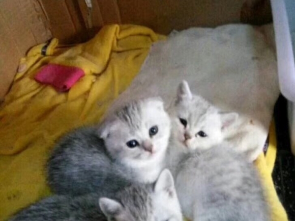 三个月的英短银渐层小猫咪找主人咯