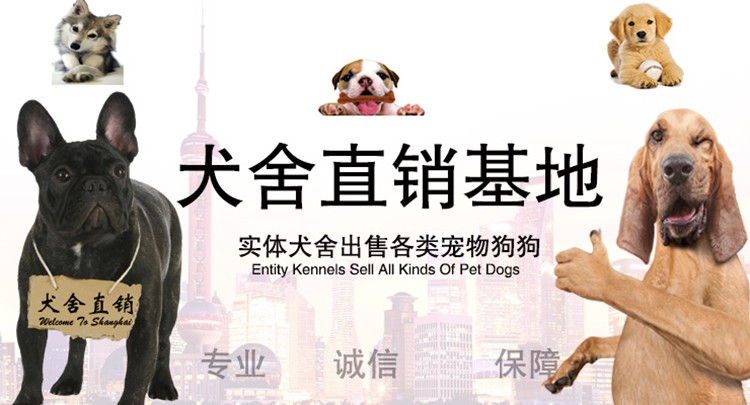西安宠物养殖基地直销世界各类名犬 宠物狗 现场挑选 送货到家 西安宠物养殖基地直销世界各类名犬 宠物狗 现场挑选 送货到家