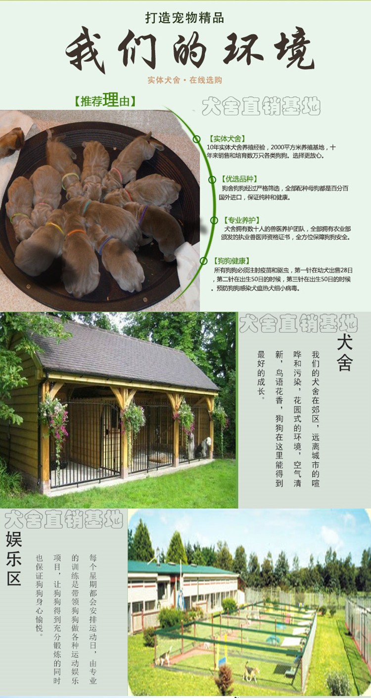 西安宠物养殖基地直销世界各类名犬 宠物狗 现场挑选 送货到家 西安宠物养殖基地直销世界各类名犬 宠物狗 现场挑选 送货到家
