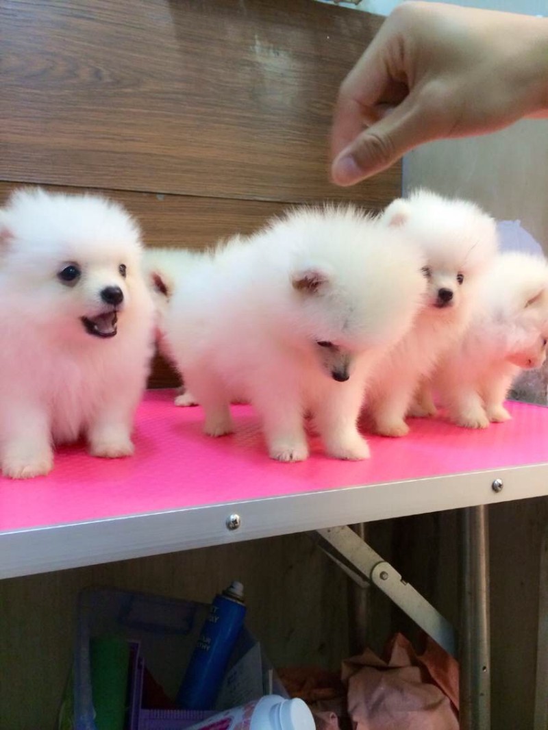 西安出售3个月的博美犬 公母均有 包犬瘟细小-签协议