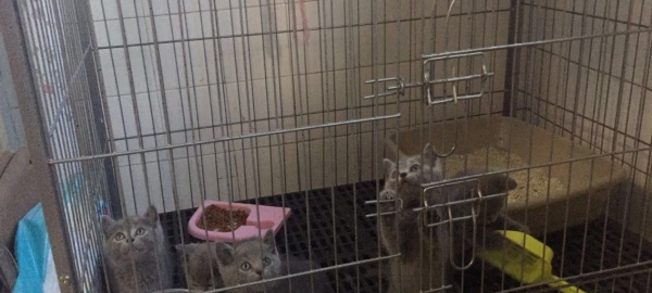自家繁殖猫咪 低廉