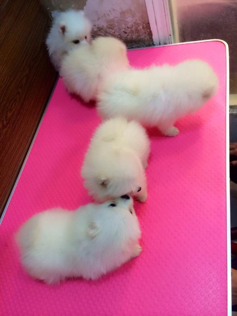 西安出售3个月的博美犬 公母均有 包犬瘟细小-签协议