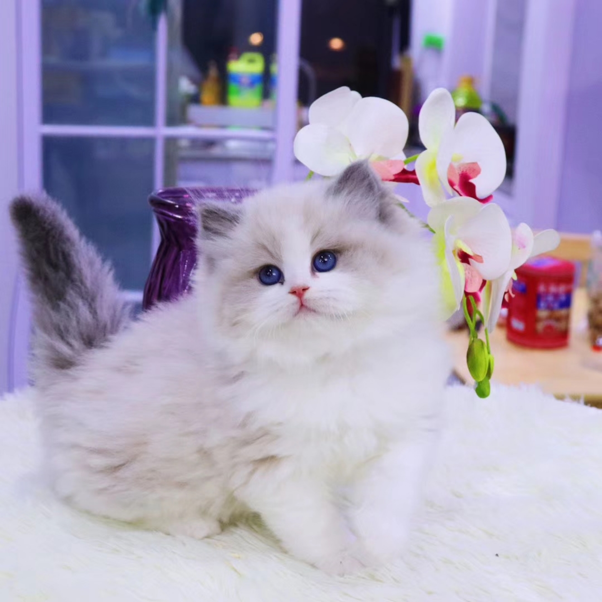 陕西西安纯种双血统布偶猫优惠出售