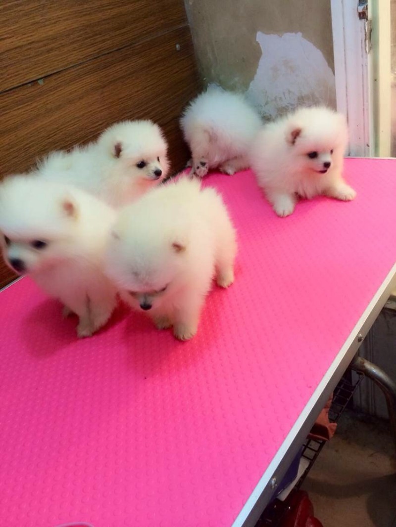 西安出售3个月的博美犬 公母均有 包犬瘟细小-签协议