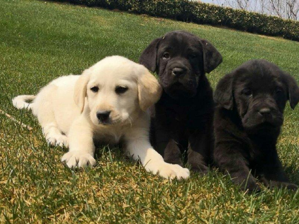 西安狗狗之家长期出售高品质拉布拉多 边境 德牧 柴犬售后无忧