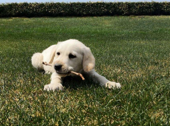西安狗狗之家长期出售高品质拉布拉多 边境 德牧 柴犬售后无忧