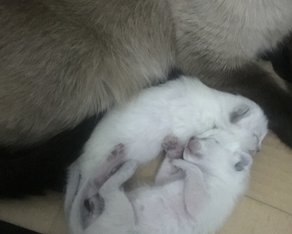 自家猫生的第一窝的小暹罗