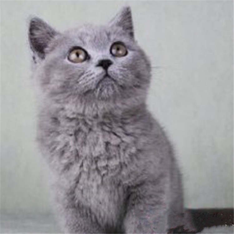 陕西西安纯种蓝猫幼崽猫舍直销