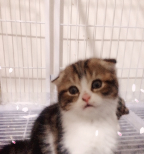出窝精品蓝猫渐层