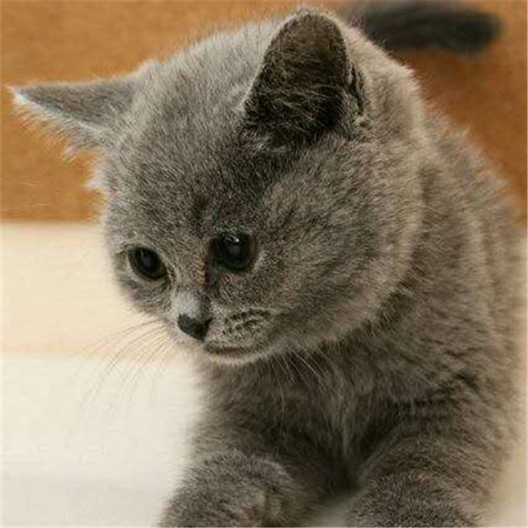 陕西西安纯种蓝猫幼崽猫舍直销