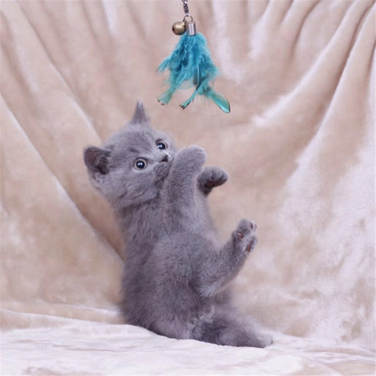 陕西西安纯种蓝猫幼崽猫舍直销