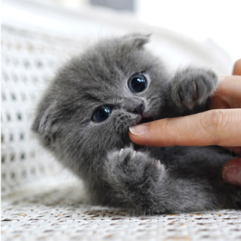 陕西西安纯种蓝猫幼崽猫舍直销