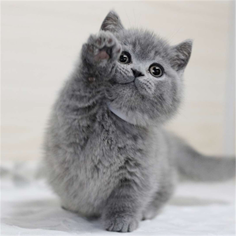 陕西西安双血统蓝猫猫舍直销