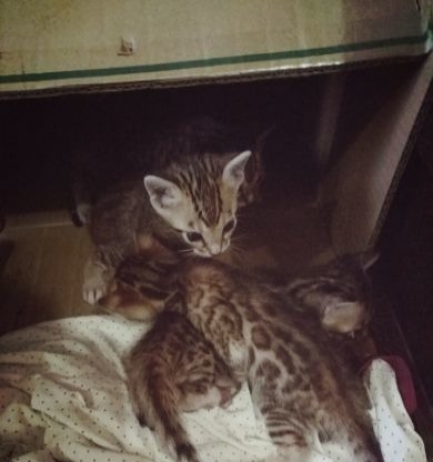 家养孟加拉豹猫满月预订