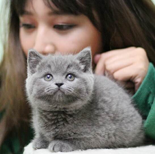 陕西西安双血统蓝猫猫舍直销