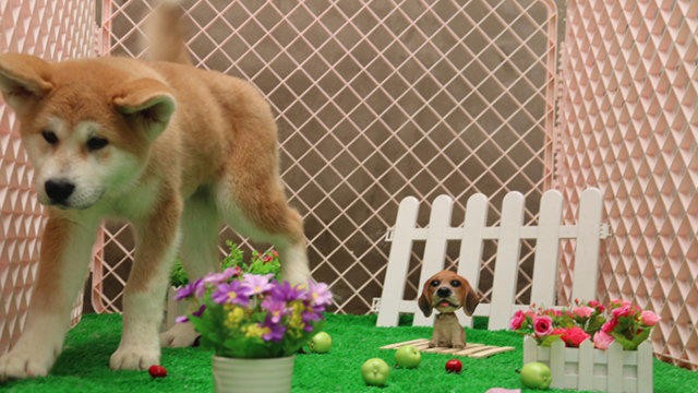 火爆热销七折超值 秋田犬及各类犬种 纯种健康 签协议包退换 火爆热销七折超值 秋田犬及各类犬种 纯种健康 签协议包退换