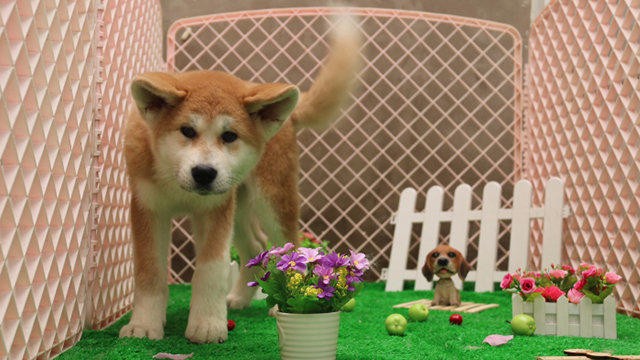 火爆热销七折超值 秋田犬及各类犬种 纯种健康 签协议包退换 火爆热销七折超值 秋田犬及各类犬种 纯种健康 签协议包退换