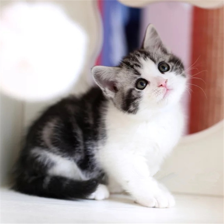 陕西西安精品英短蓝猫特价转让