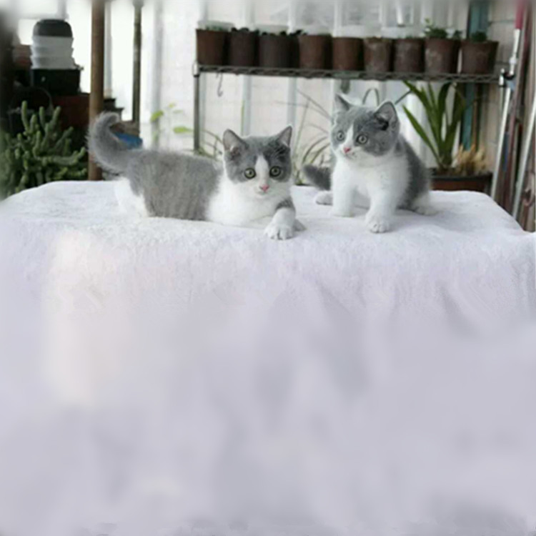陕西西安精品英短蓝猫特价转让