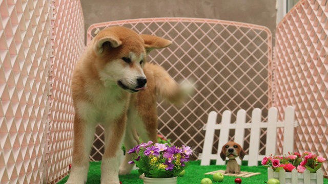 火爆热销七折超值 秋田犬及各类犬种 纯种健康 签协议包退换 火爆热销七折超值 秋田犬及各类犬种 纯种健康 签协议包退换