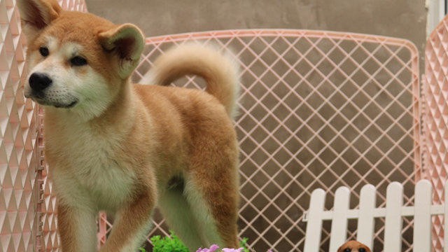 火爆热销七折超值 秋田犬及各类犬种 纯种健康 签协议包退换
