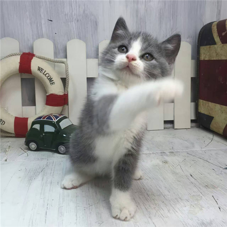 陕西西安精品英短蓝猫特价转让