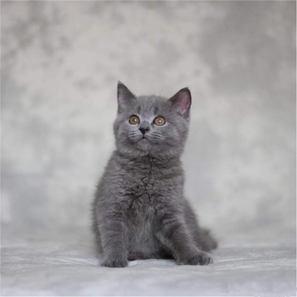 陕西西安纯种英短蓝猫猫舍直销