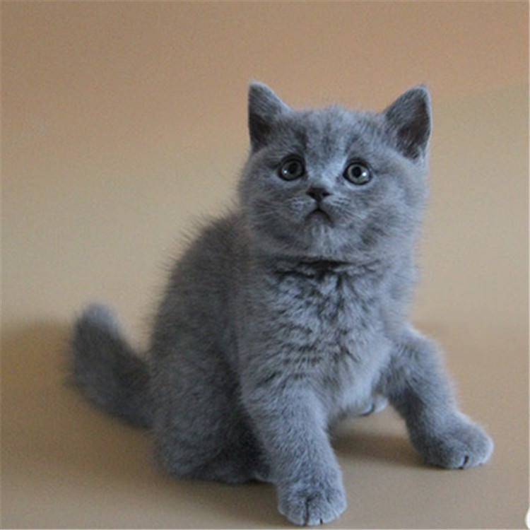 陕西西安纯种英短蓝猫猫舍直销