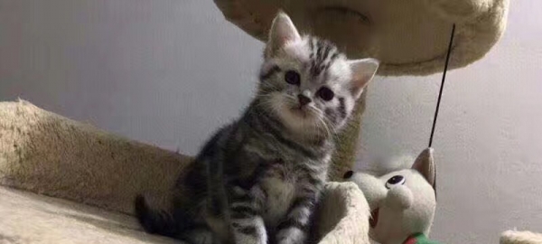 大猫生小猫,小猫长大生小猫,一窝又一窝猫猫猫
