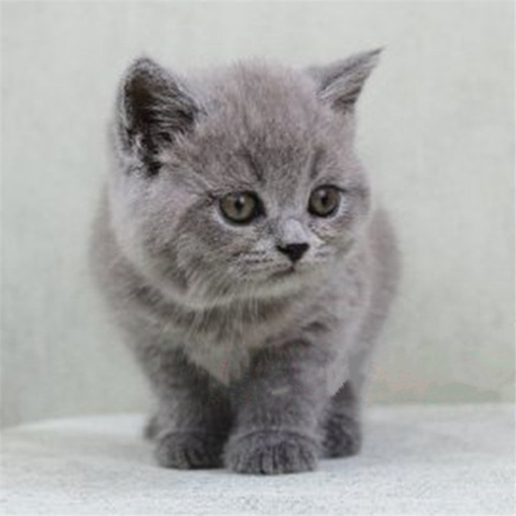 陕西西安双血统英短蓝猫
