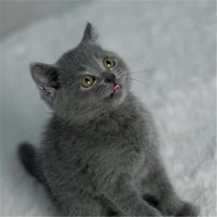 陕西西安双血统英短蓝猫