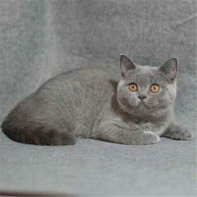 陕西西安双血统英短蓝猫