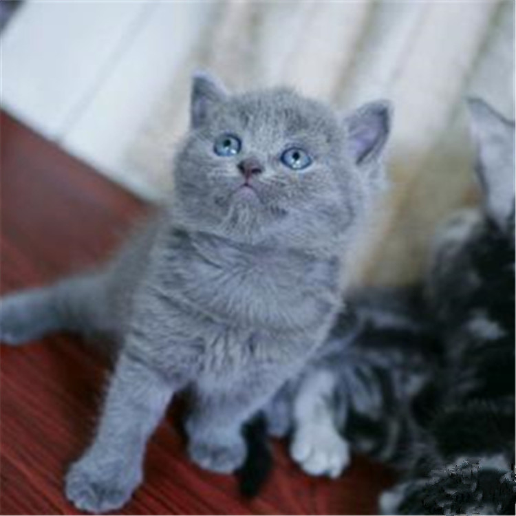 陕西西安双血统英短蓝猫