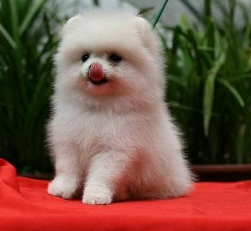 高品质博美犬带血统 终身质保 质量三包,可签协议 高品质博美犬带血统 终身质保 质量三包,可签协议