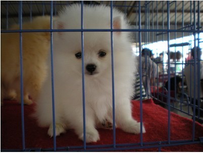 高品质博美犬带血统 终身质保 质量三包,可签协议 高品质博美犬带血统 终身质保 质量三包,可签协议
