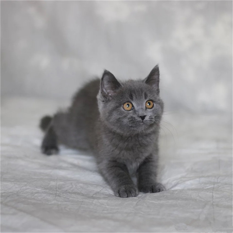 陕西西安精品英短蓝猫钱能买