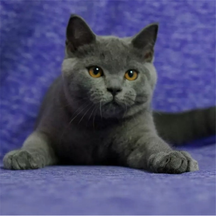 陕西西安精品英短蓝猫钱能买