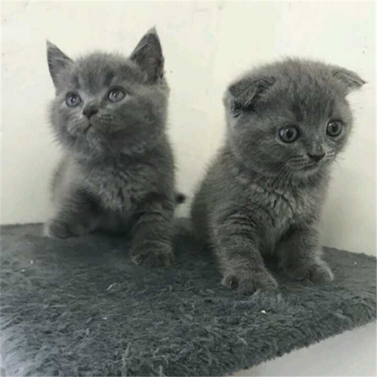 陕西西安精品英短蓝猫钱能买