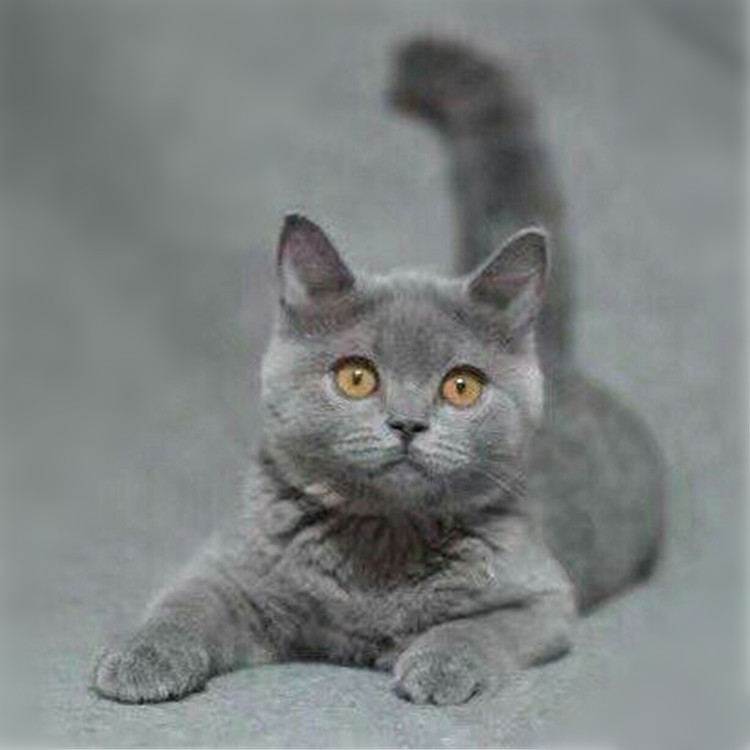 陕西西安精品英短蓝猫钱能买