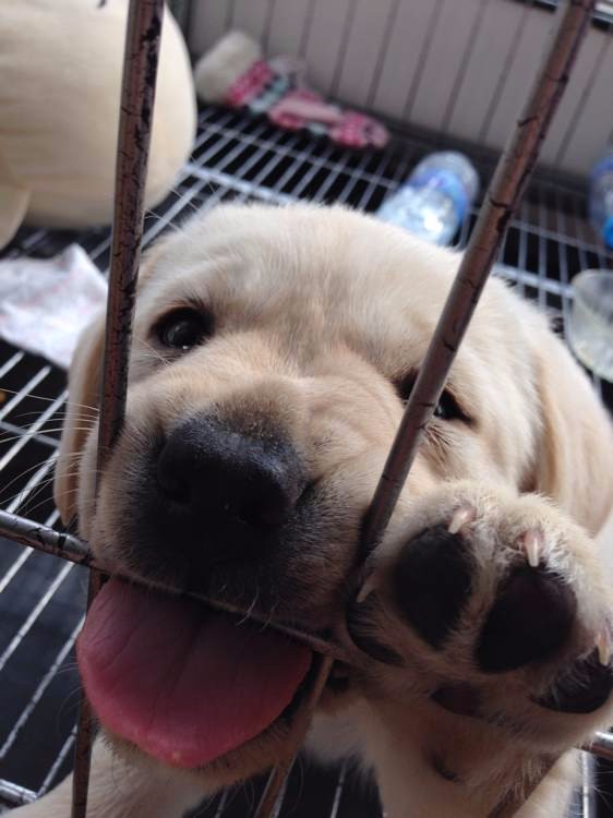 精品拉布拉多犬,保纯保健康,疫苗驱虫已做完可签协议 精品拉布拉多犬,保纯保健康,疫苗驱虫已做完可签协议