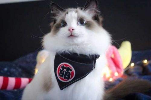精品英短猫出售 自家繁育 纯种保健康