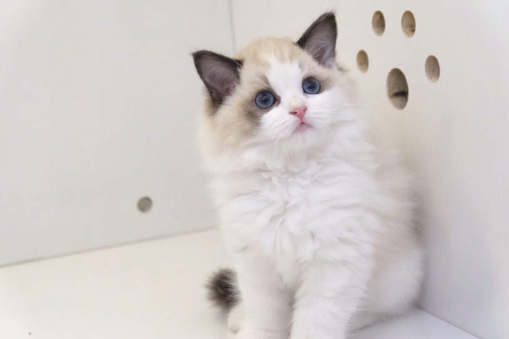 猫舍繁殖精品布偶猫 签协议包健康纯种