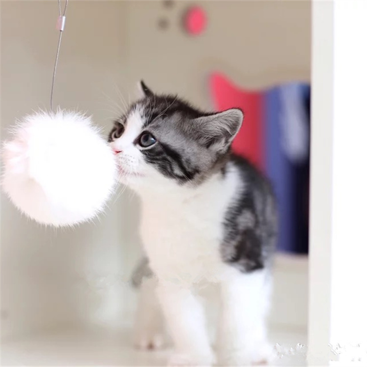 陕西西安猫舍直销蓝白幼猫一手出售