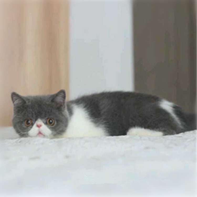 陕西西安猫舍直销蓝白幼猫一手出售